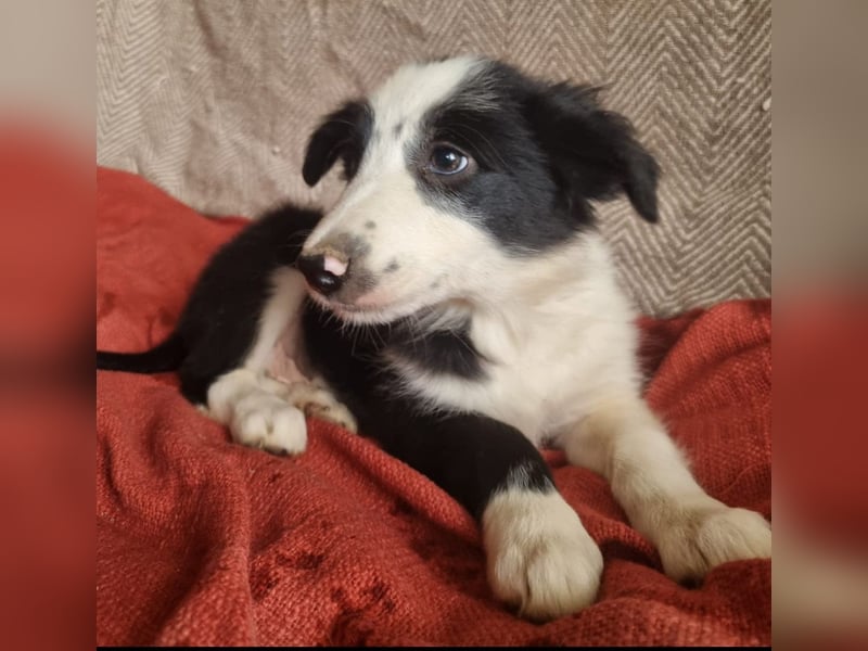 Reinrassige Border Collie Welpen