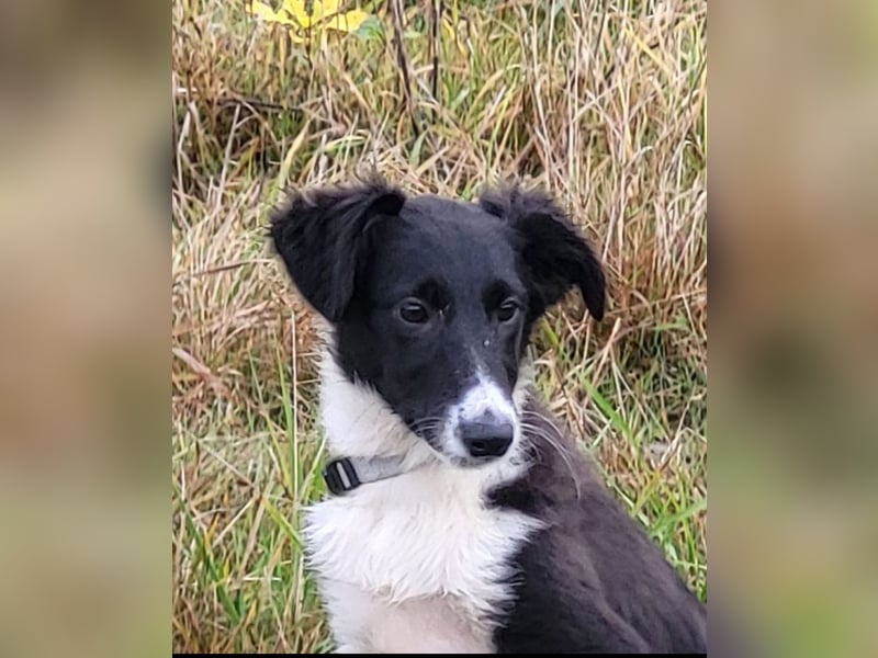 Reinrassige Border Collie Welpen