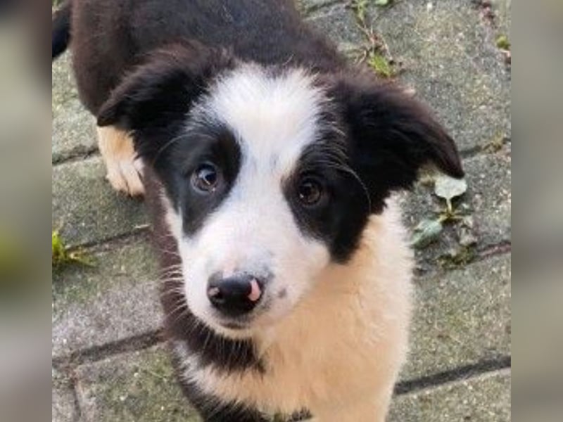 Reinrassige Border Collie Welpen