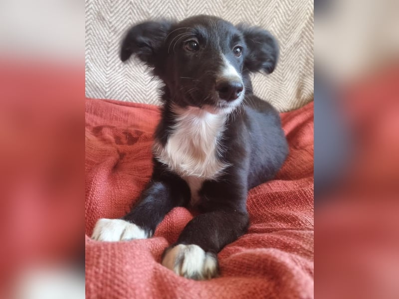 Reinrassige Border Collie Welpen