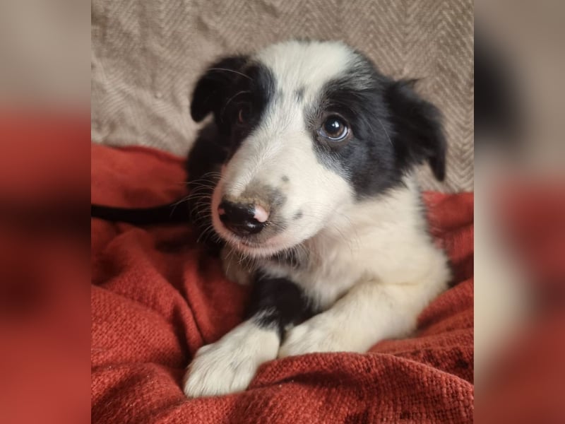 Reinrassige Border Collie Welpen