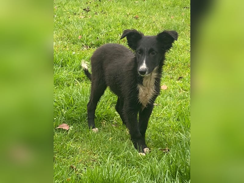 Reinrassige Border Collie Welpen