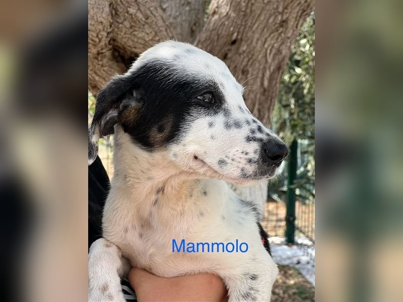 Mammolo: kleiner Herzensbrecher sucht Dich!