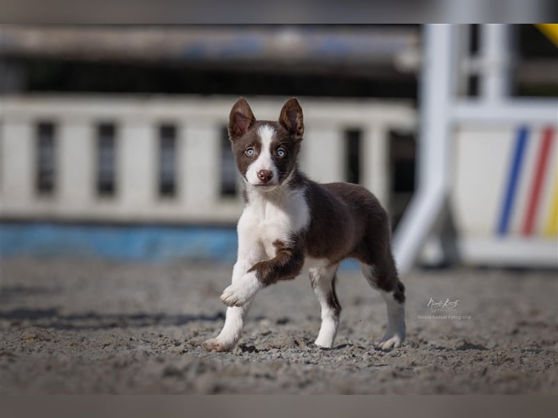 Border Collie