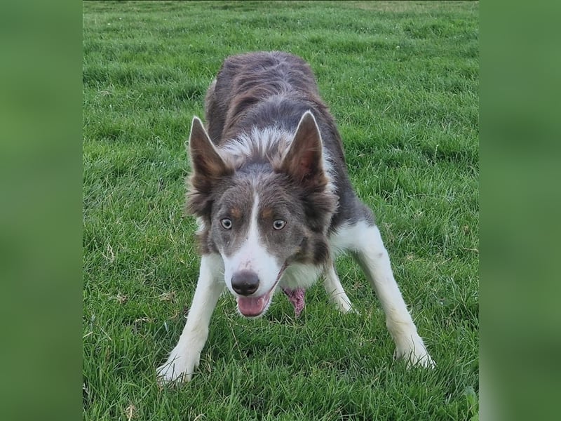 Border Collies