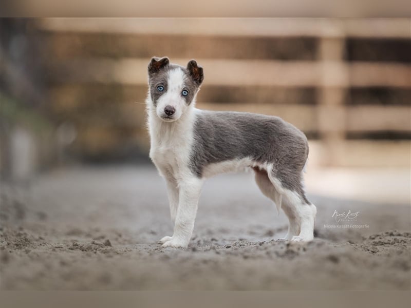 Border Collies