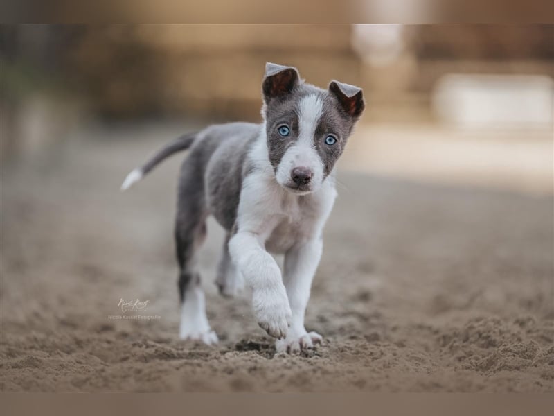 Border Collies