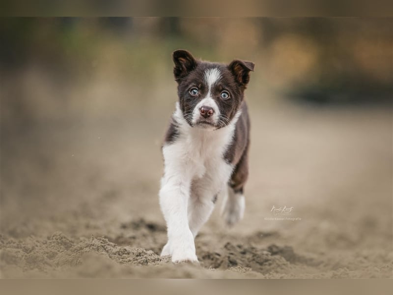 Border Collies