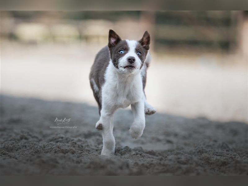 Border Collies