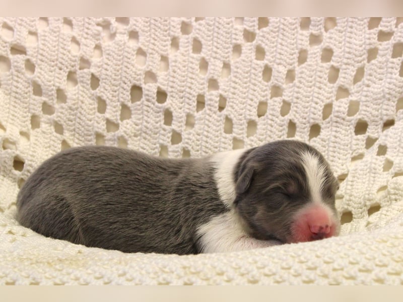 Border Collie Welpen mit Ahnentafel suchen ab Januar 2025 ein schönes Zuhause