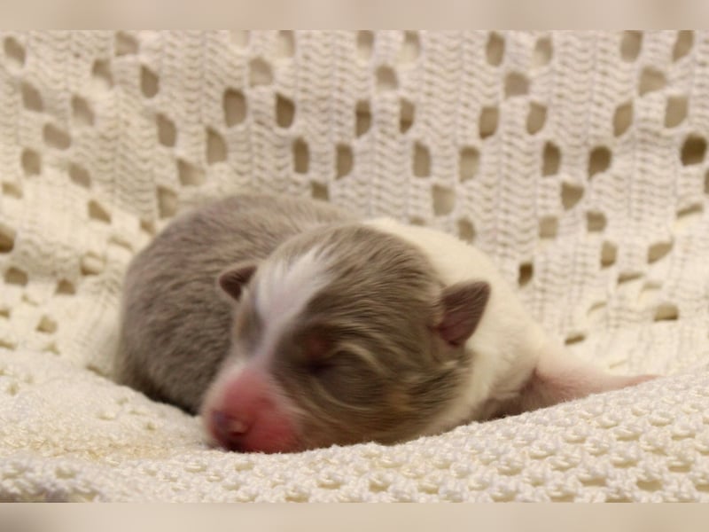 Border Collie Welpen mit Ahnentafel suchen ab Januar 2025 ein schönes Zuhause