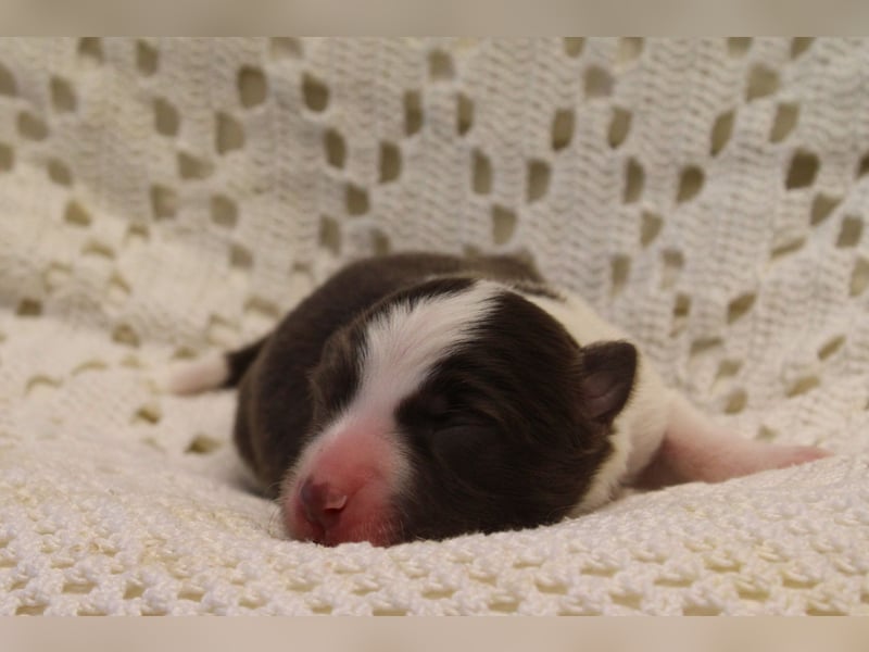 Border Collie Welpen mit Ahnentafel suchen ab Januar 2025 ein schönes Zuhause