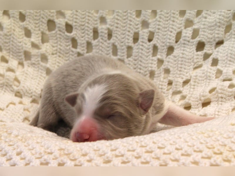 Border Collie Welpen mit Ahnentafel suchen ab Januar 2025 ein schönes Zuhause