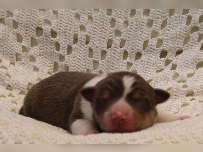 Border Collie Welpen mit Ahnentafel suchen ab Januar 2025 ein schönes Zuhause