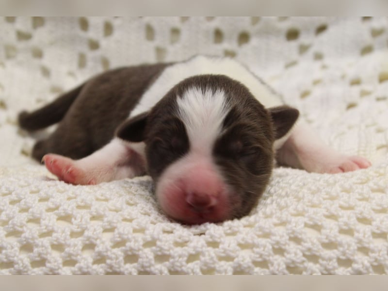 Border Collie Welpen mit Ahnentafel suchen ab Januar 2025 ein schönes Zuhause