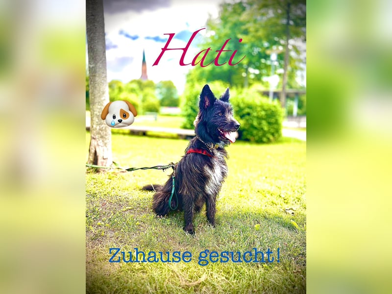 Hati sucht sein Zuhause