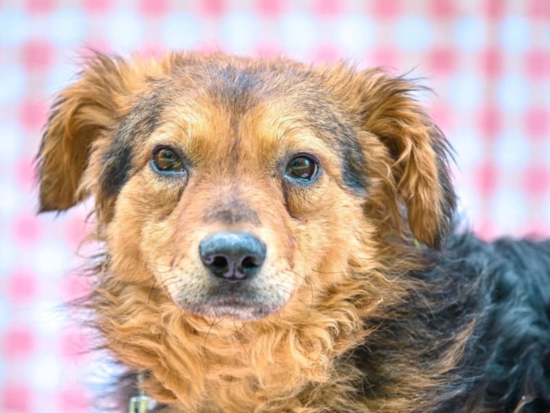 MIRO ca. 4 J. schüchterne Collie-Spanielmixrüde sucht...