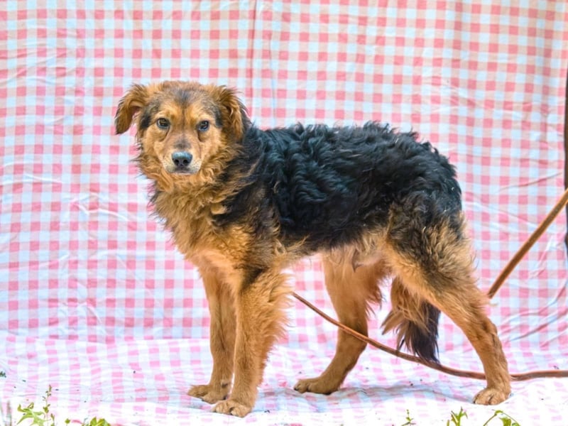 MIRO ca. 4 J. schüchterne Collie-Spanielmixrüde sucht...