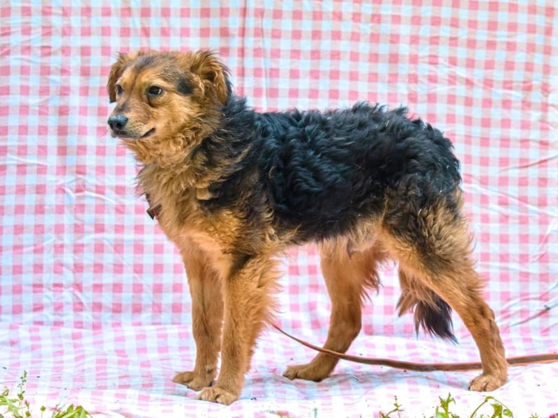 MIRO ca. 4 J. schüchterne Collie-Spanielmixrüde sucht...