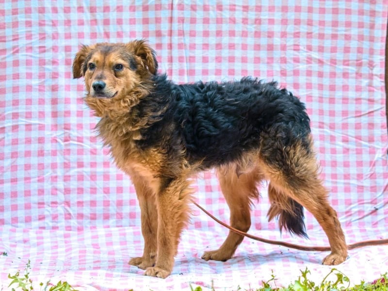 MIRO ca. 4 J. schüchterne Collie-Spanielmixrüde sucht...