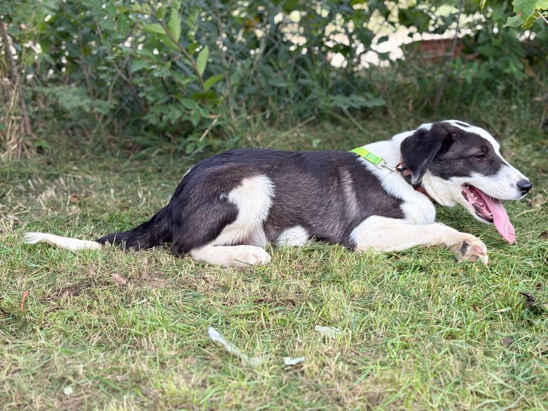 Hank will durchstarten!