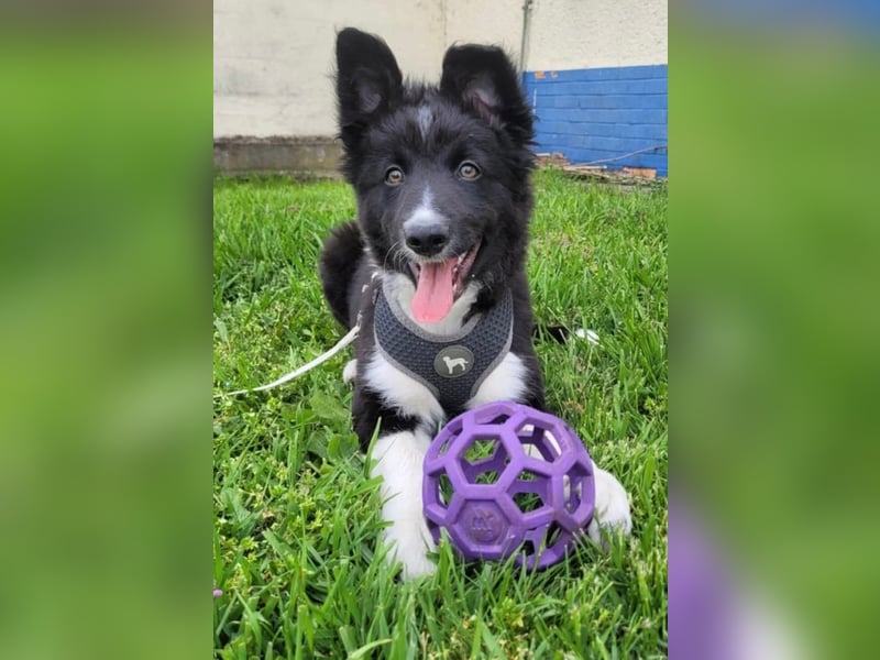 Border collie