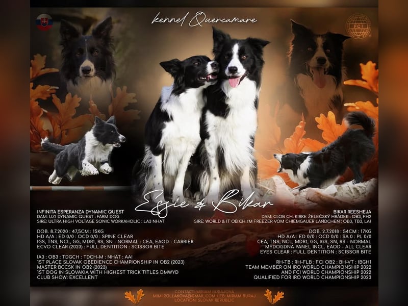 Border collie