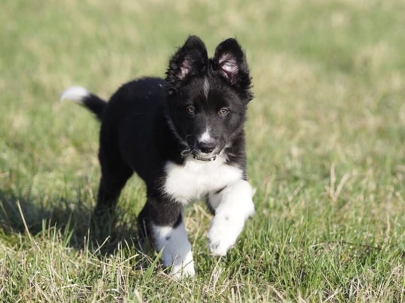 Border collie