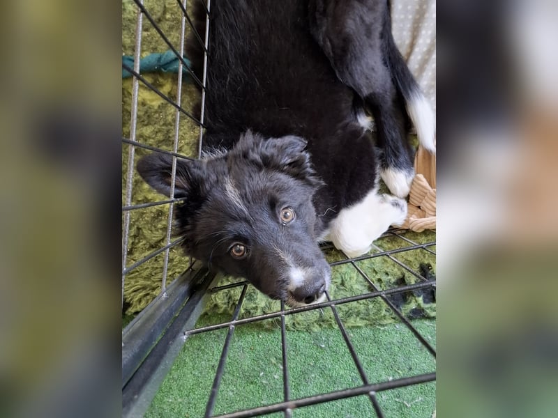 Border collie
