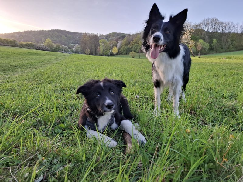 Border collie