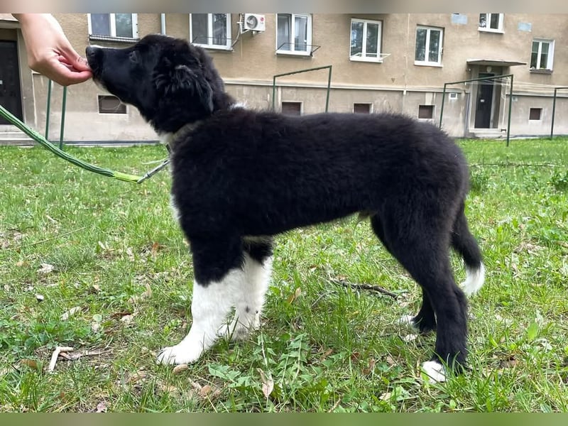 Border collie