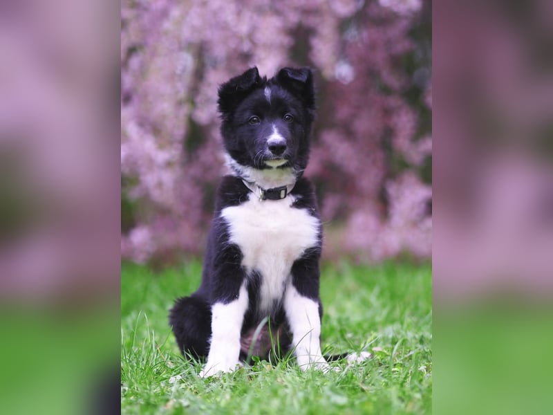 Border collie