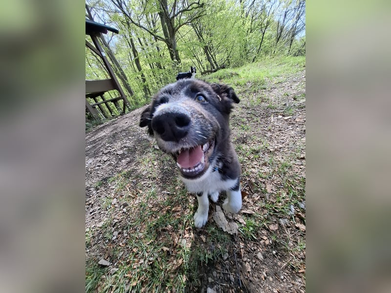 Border collie