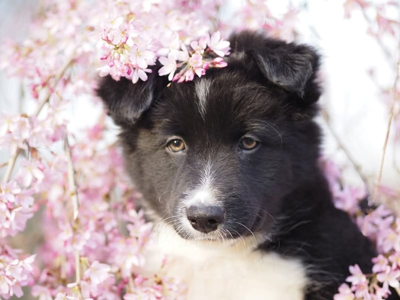Border collie
