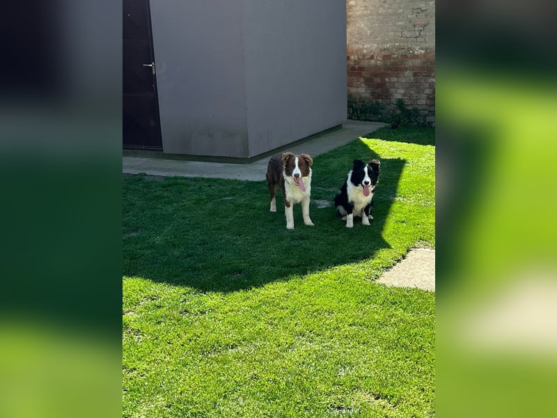 Border Collie Welpe