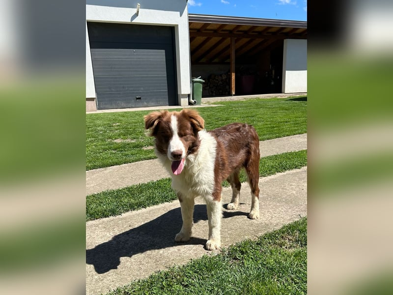 Border Collie Welpe