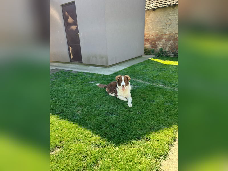 Border Collie Welpe