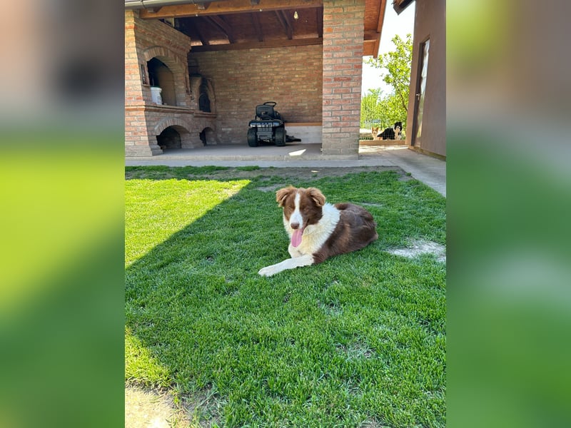 Border Collie Welpe