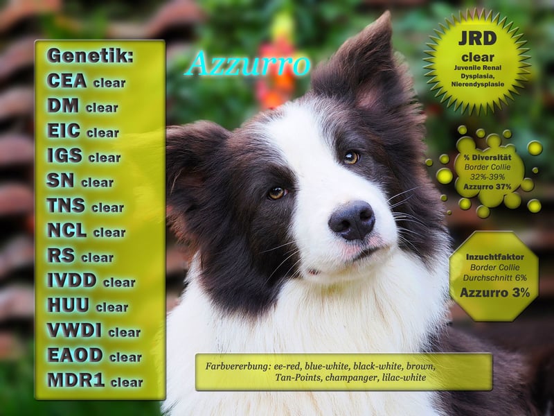 Border Collie "Azzurro" Deckrüde