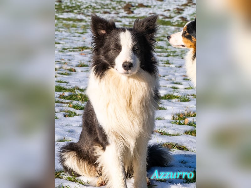 Border Collie "Azzurro" Deckrüde