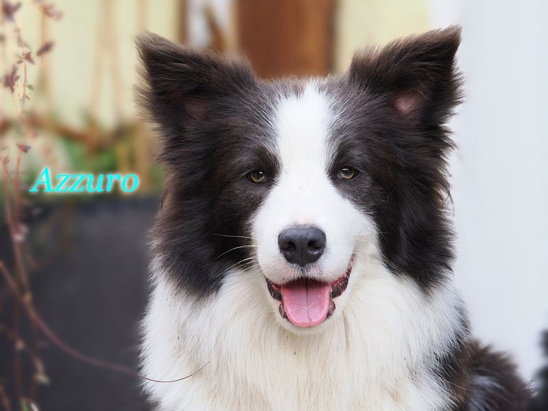 Border Collie "Azzurro" Deckrüde