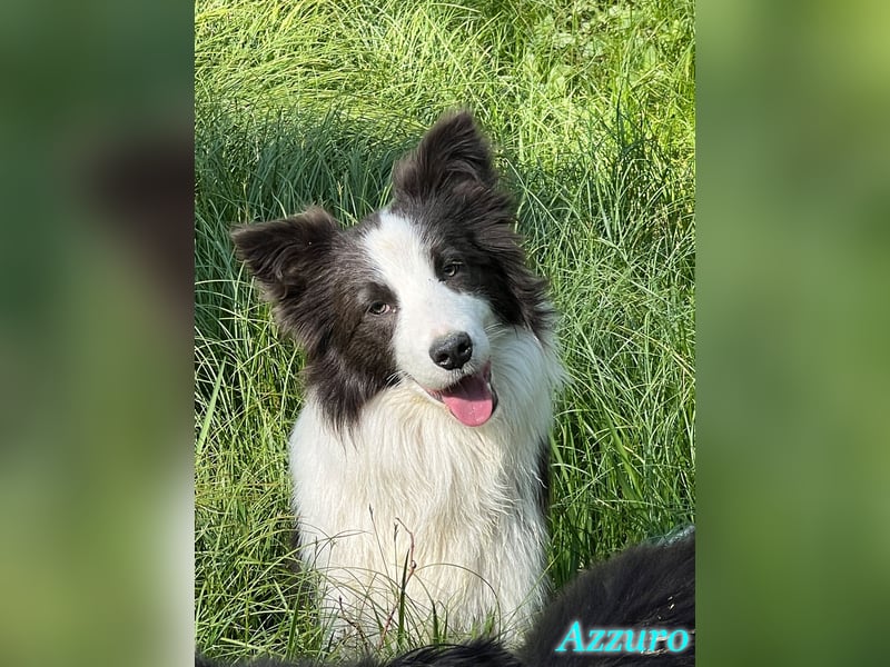 Border Collie "Azzurro" Deckrüde