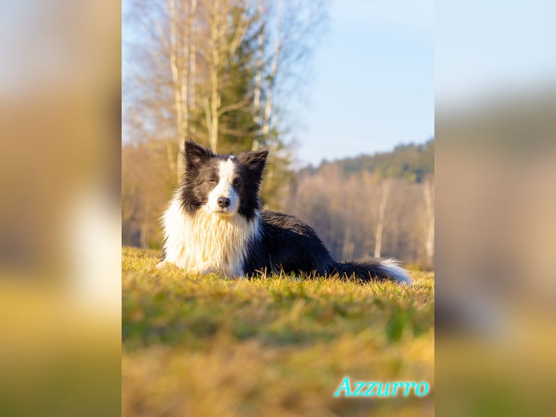 Border Collie "Azzurro" Deckrüde