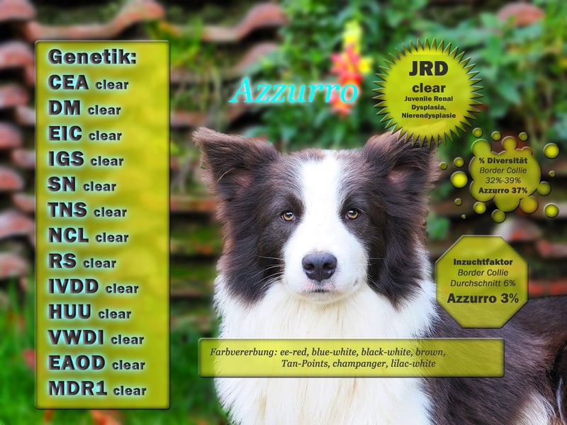 Border Collie "Azzurro" Deckrüde