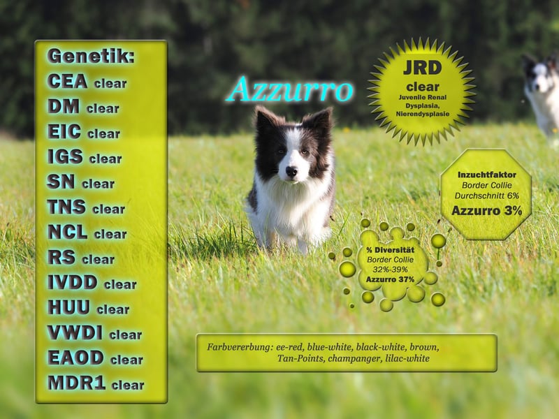 Border Collie "Azzurro" Deckrüde