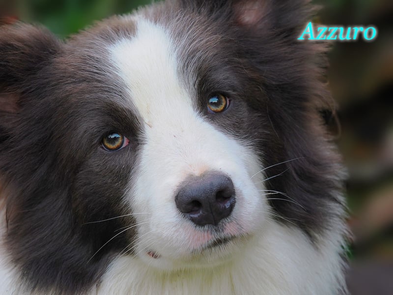 Border Collie "Azzurro" Deckrüde