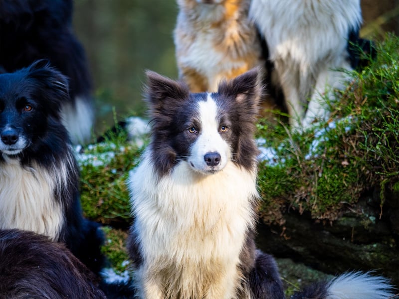 Border Collie "Azzurro" Deckrüde