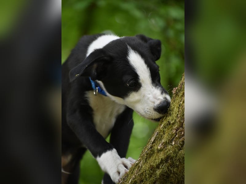 Border Collie Whippet Mix