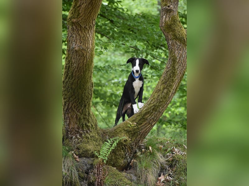 Border Collie Whippet Mix