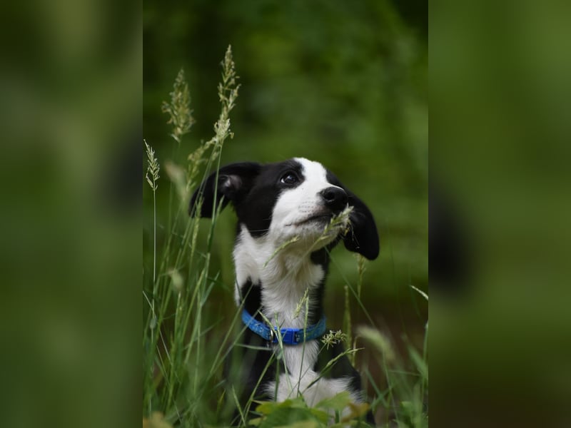Border Collie Whippet Mix
